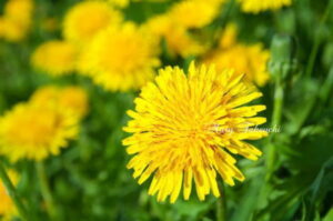 dandelion