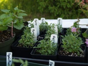Read more about the article 野生植物ではなく栽培植物を使用する理由