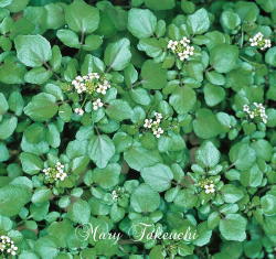 Watercress2