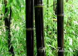 bamboo2