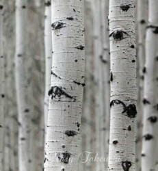 birch3