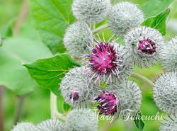 burdock13