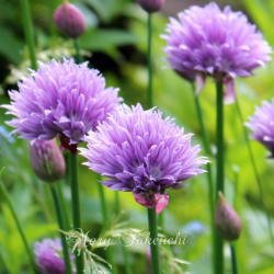 chives2