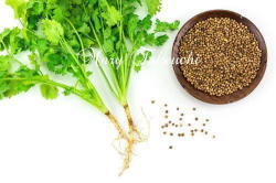 coriander2