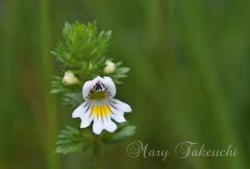 eyebright2