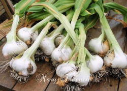 garlic2