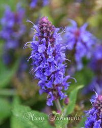 hyssop2