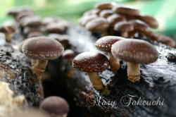 shiitake2