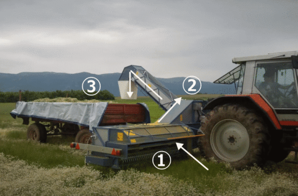 商業用ハーブの収穫方法 大量収穫と手作業の違い